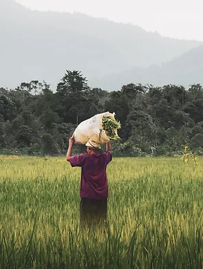 organic supplement